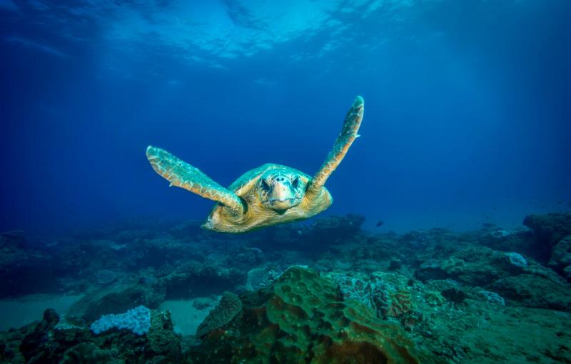 A sea turtle swimming above a coral reef in the clear blue waters off Mozambique’s coast.