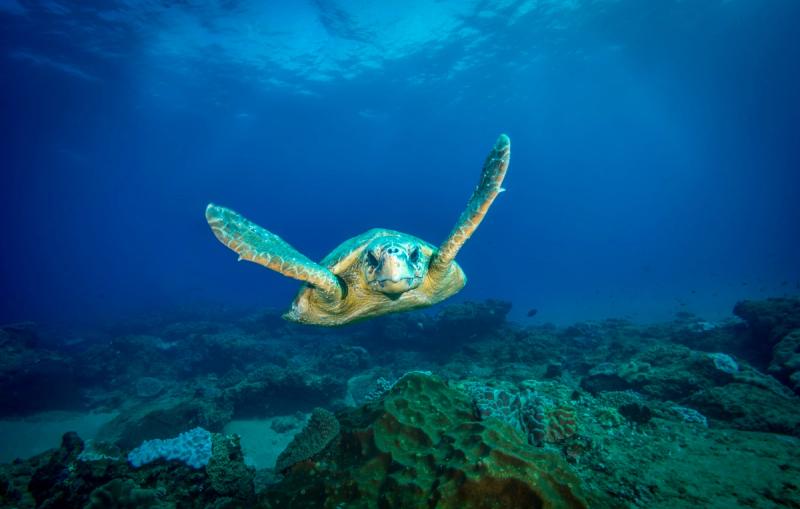 A sea turtle swimming above a coral reef in the clear blue waters off Mozambique’s coast.