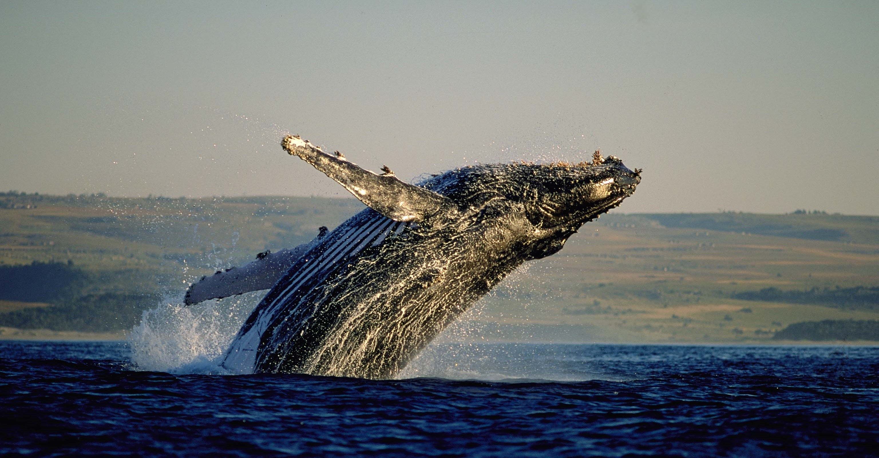 GARDEN ROUTE | Étape #1 : Escapade sur la Route des Baleines