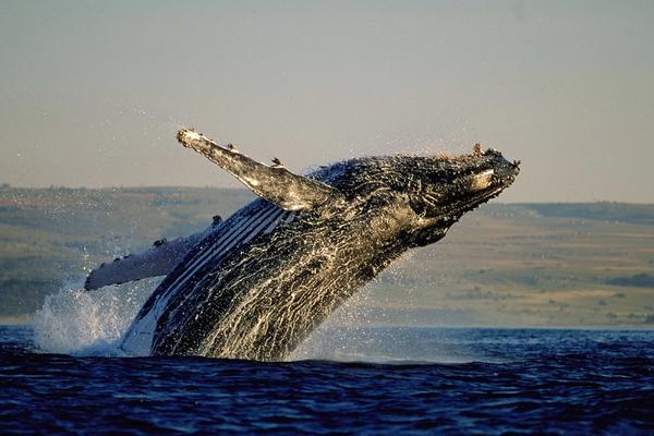 GARDEN ROUTE | Étape #1 : Escapade sur la Route des Baleines