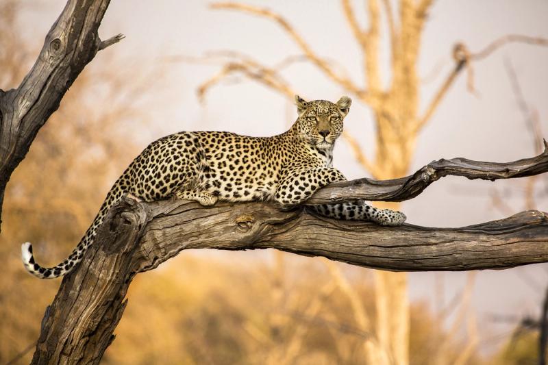 A leopard resting on a branch