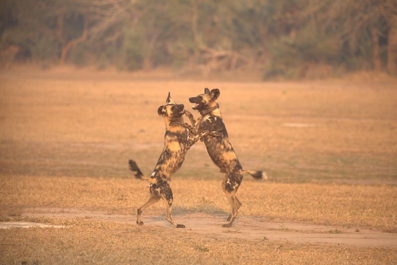 Playful African wild dogs in Gorongosa National Park