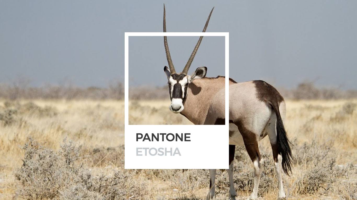 Couleurs d'Afrique : le Pantone d'Etosha