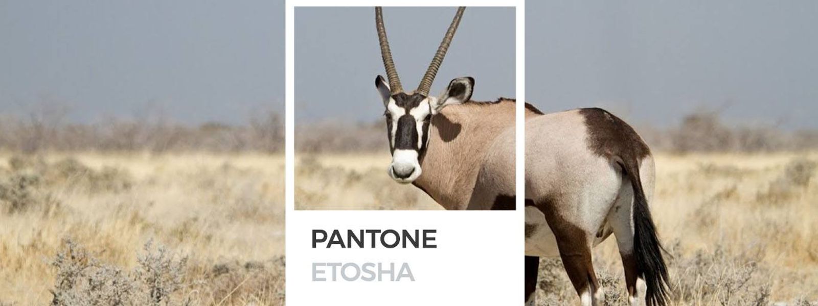 Couleurs d'Afrique : le Pantone d'Etosha