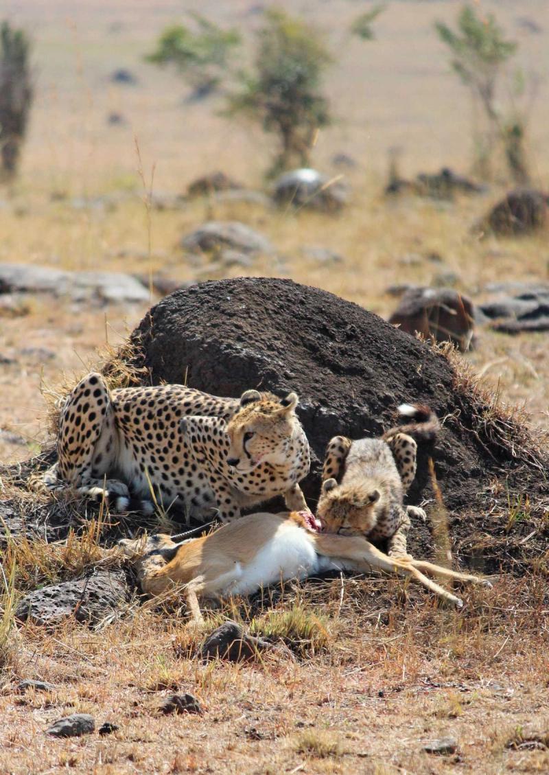 The Masai Mara