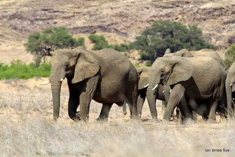 "The desert elephant differs from it's cousins. They are smaller, and have larger feet, which makes it easier to walk in the sand, they can go many days without water to drink."