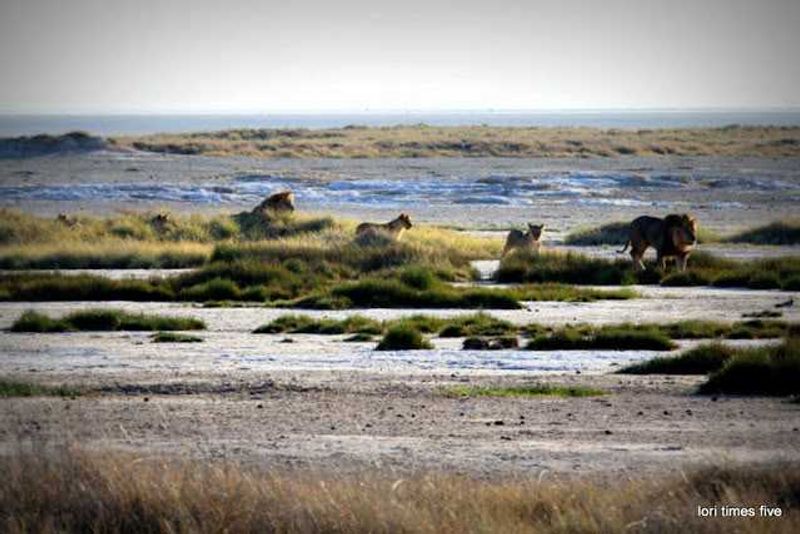 "At Okondeka Waterhole, we found a new pride of lions, this time with impressive males." 
