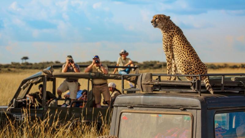 Endangered cheetah sits atop a safari vehicle