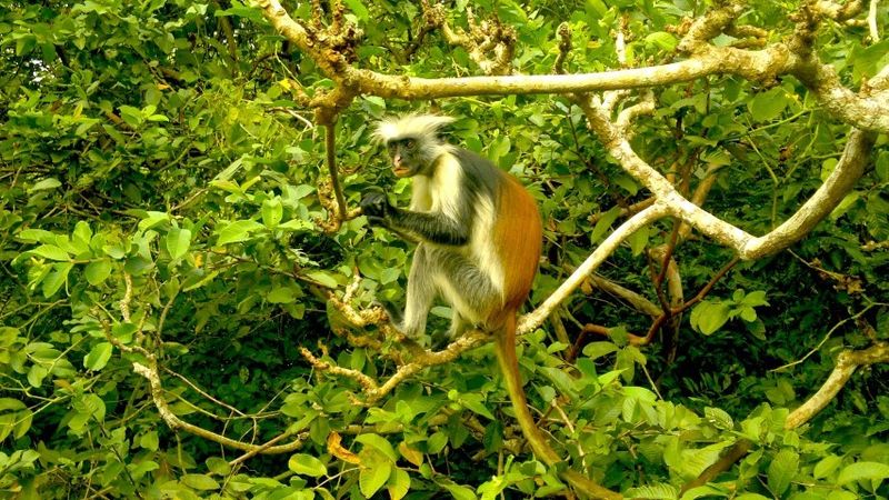 Ein Sansibar-Stummelaffe im grünen Regenwald