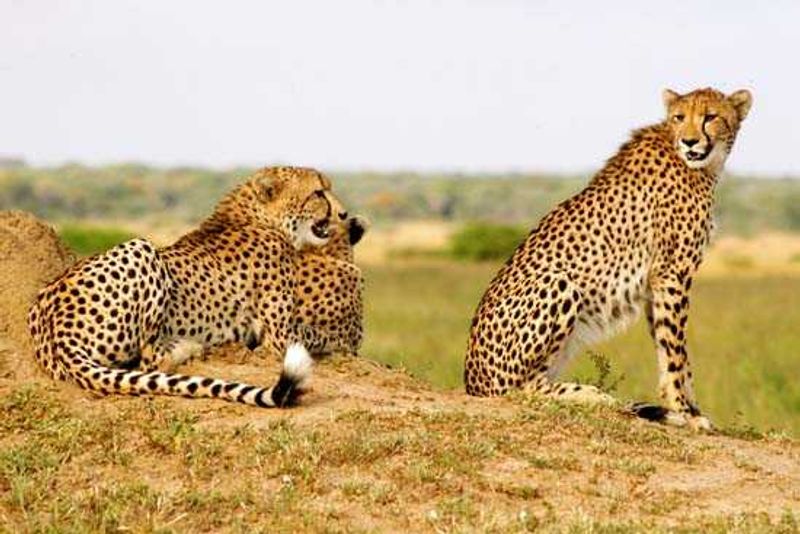 Cheetahs on the look out on the northern marsh of Phinda