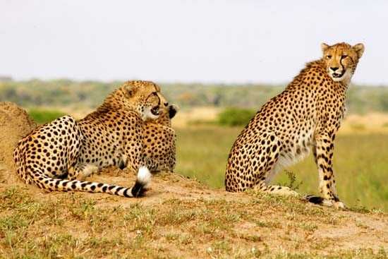 Cheetahs on the look out on the northern marsh of Phinda