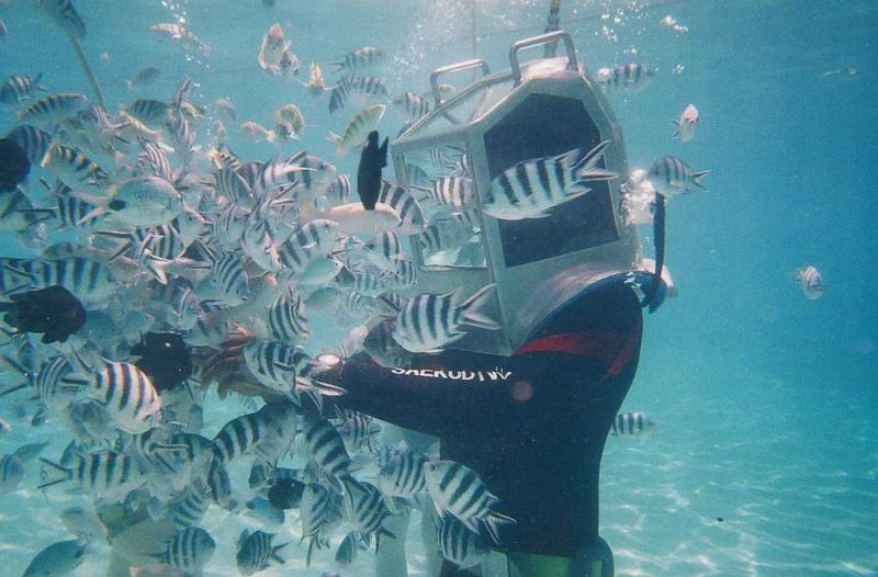 Fishing swarming a diver in crystal Mauritius crystal clear water