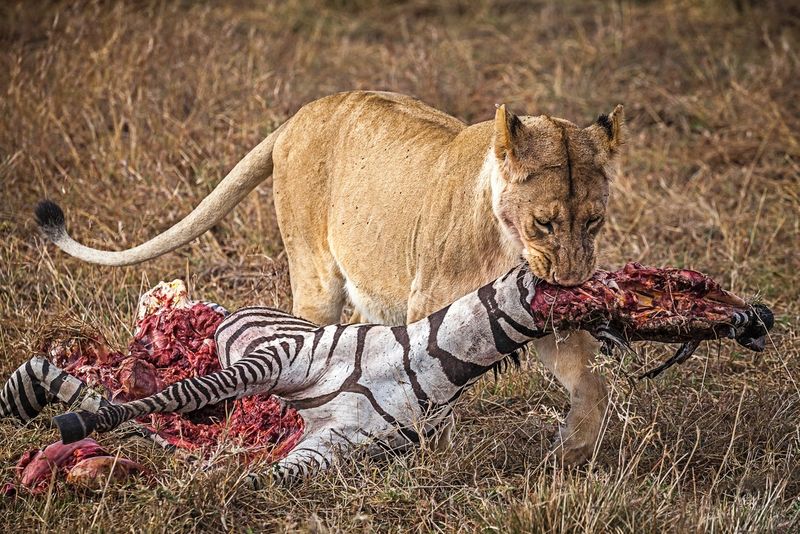 Löwe mit Zebra