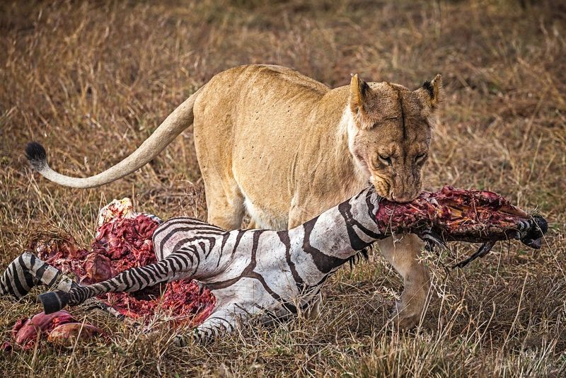 Löwe mit Zebra