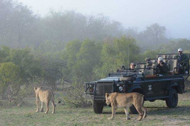 Lionesses pass by the londolozi game vehicle in the morning mist