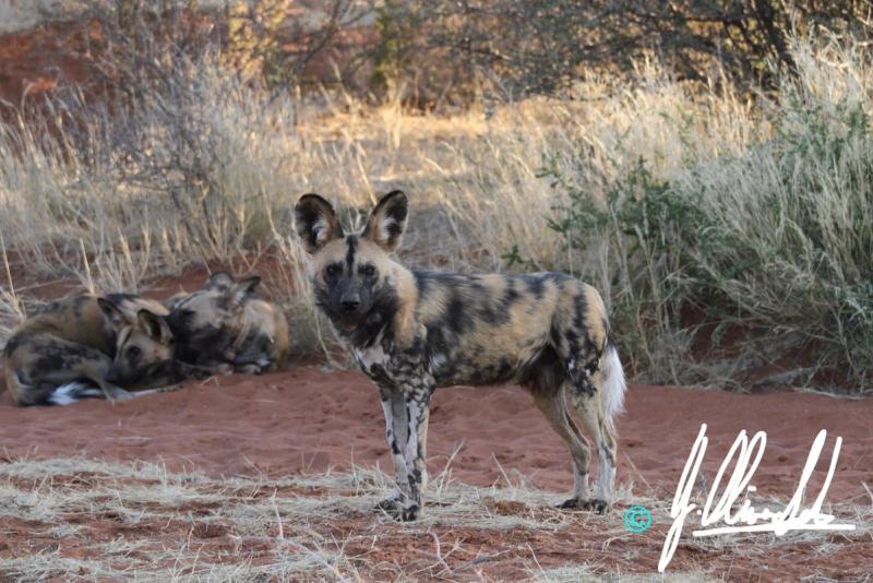 Wild dog in the Kalahari