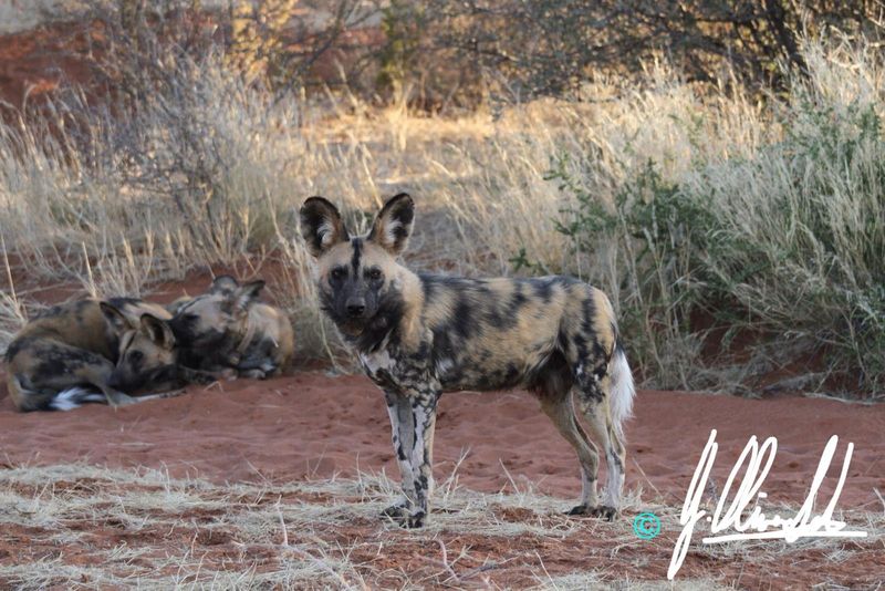 Wild dog in the Kalahari