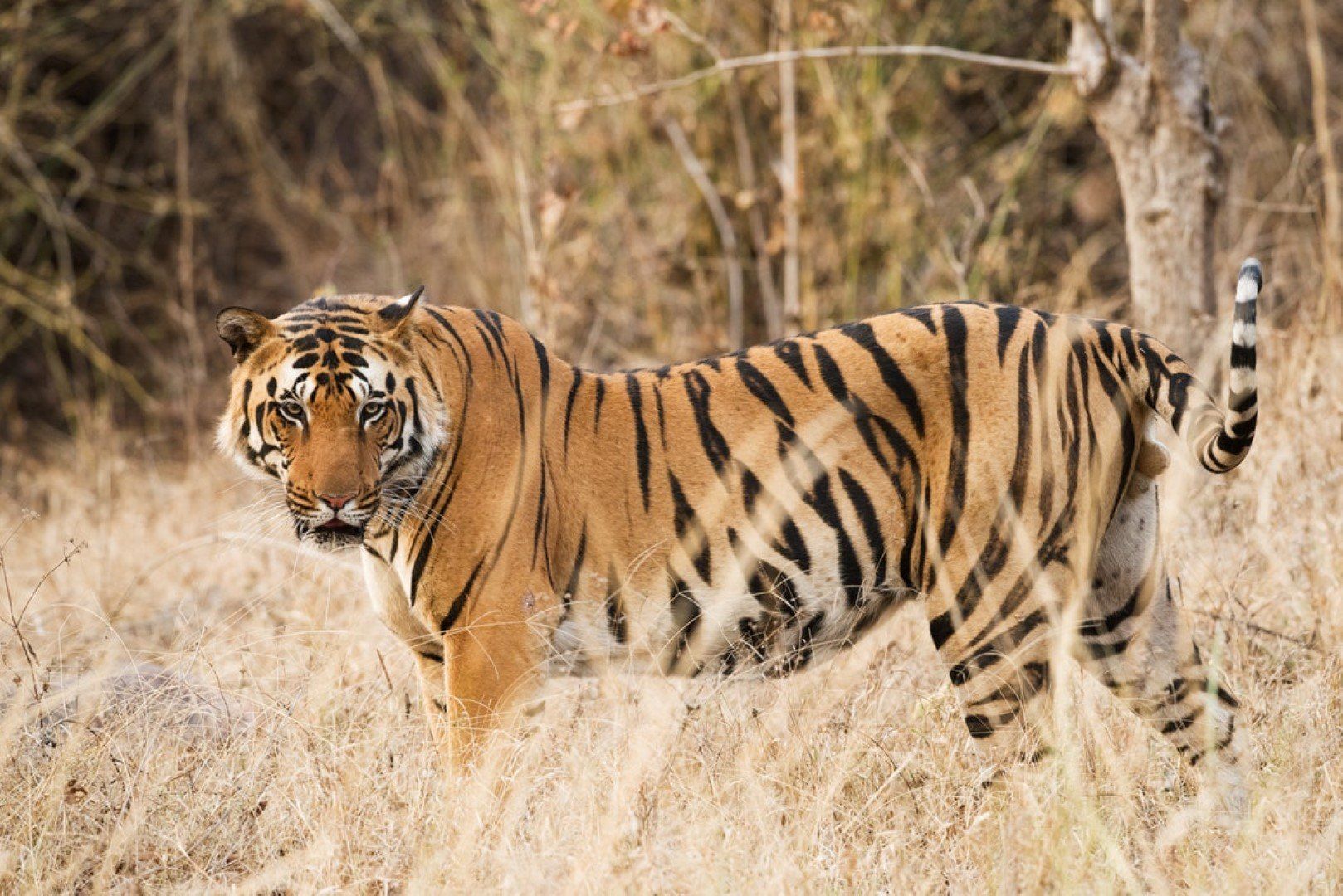 The Essential Guide to Tiger Safaris in India