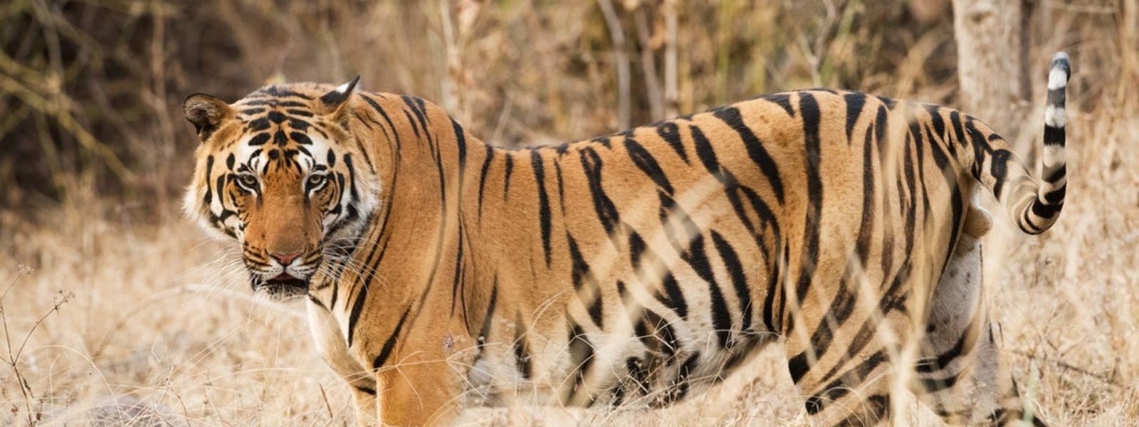 The Essential Guide to Tiger Safaris in India