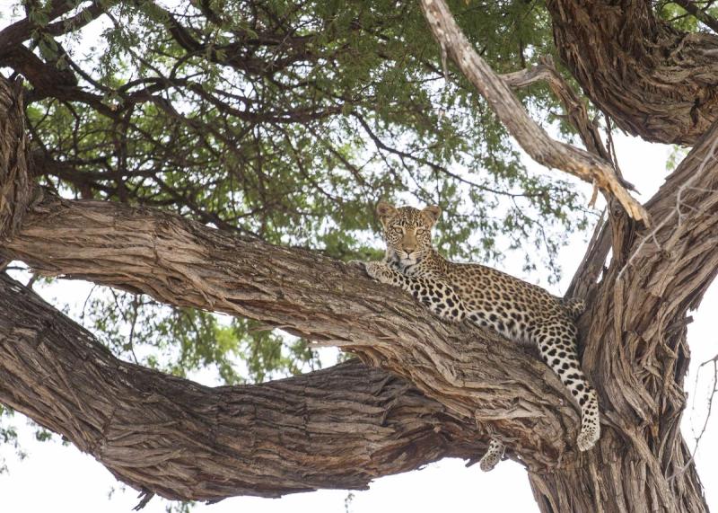 A leopard in a tree in Botswana