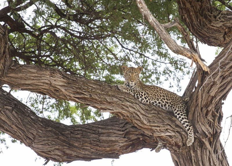 A leopard in a tree in Botswana
