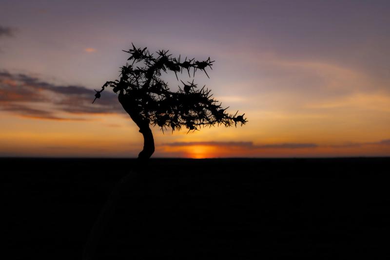 The silhouette of an acacia thorn tree in the Maasai Mara at sunset