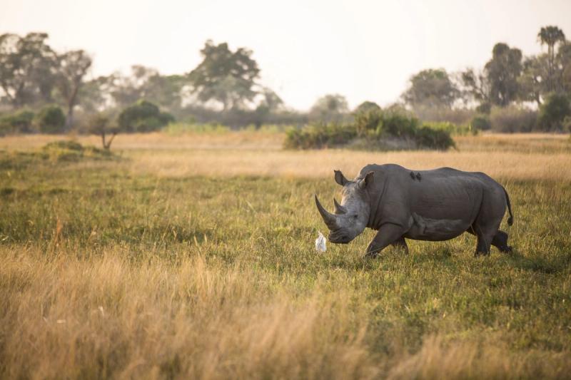 Los oxpeckers y los rinocerontes tienen una relación simbiótica