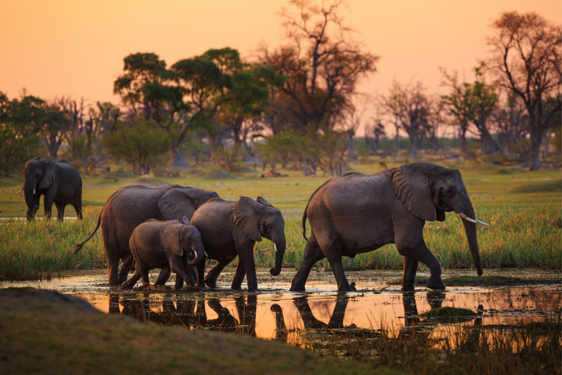 Elefanten, ein Mitglied der Big Five, auf dem Weg zu einem Wasserloch