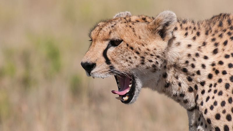 Cheetah in Serengeti
