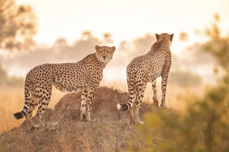 Cheetahs at Wilderness Linkwasha