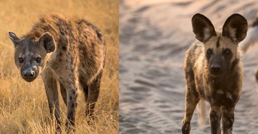 Was ist der Unterschied zwischen Hyänen und Wildhunden?