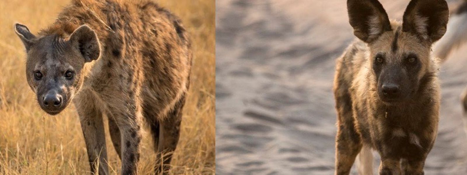 Was ist der Unterschied zwischen Hyänen und Wildhunden?