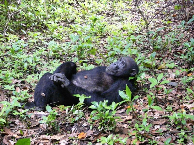 Ein Schimpanse im Mahale Nationalpark in Tansania
