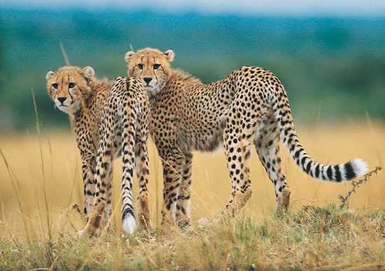 Africa's Big Cats - The Cheetah