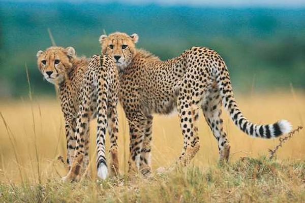 Africa's Big Cats - The Cheetah