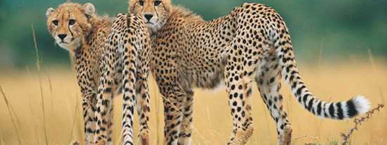 Africa's Big Cats - The Cheetah
