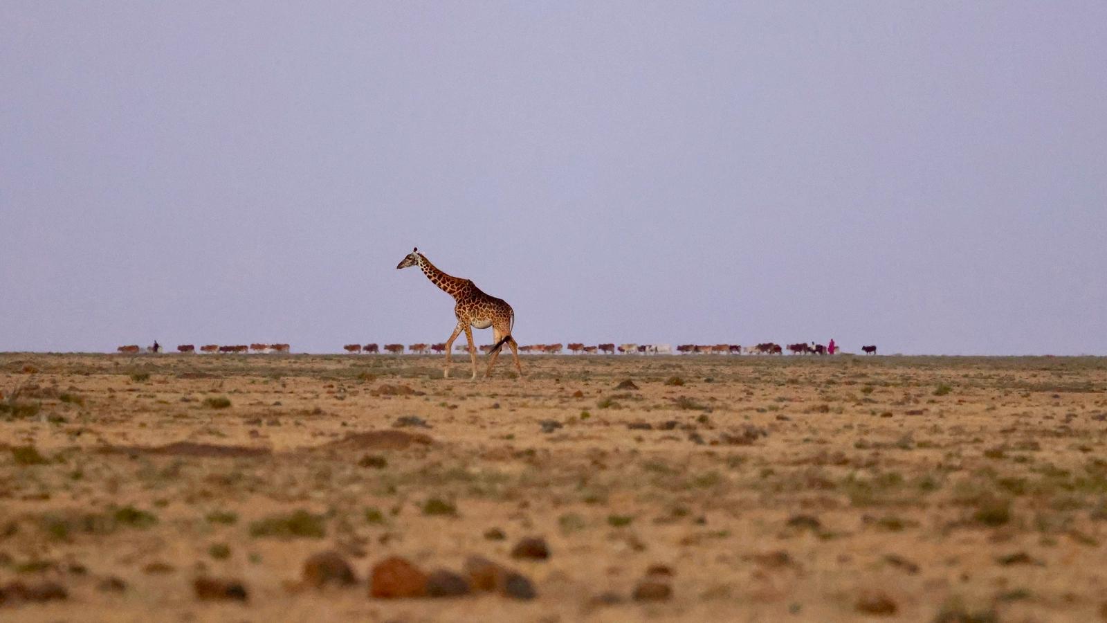Maasai Culture & Conservancies: Coexistence in the Mara