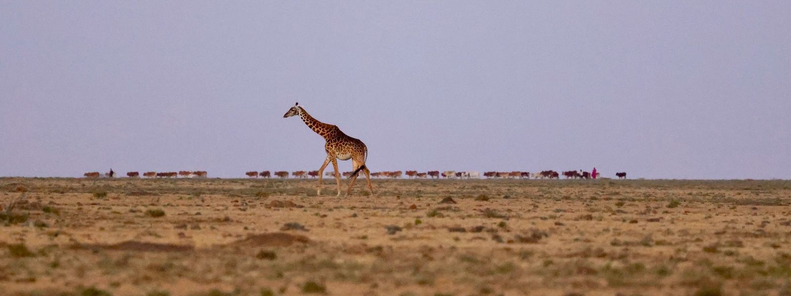 Maasai Culture & Conservancies: Coexistence in the Mara