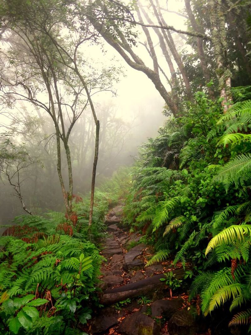 Skeleton Gorge em meio à neblina