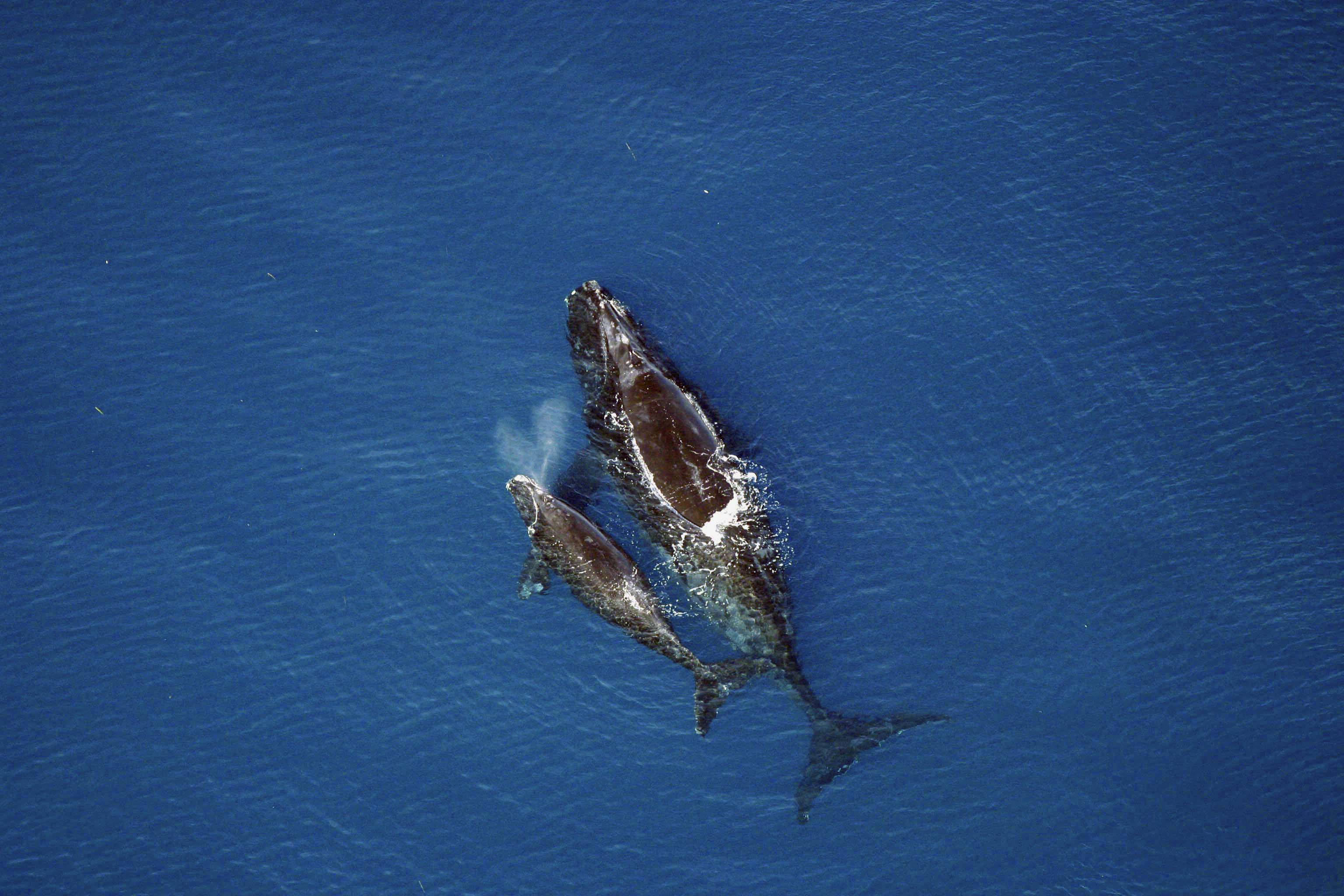 Hermanus : observation des baleines et requins blancs