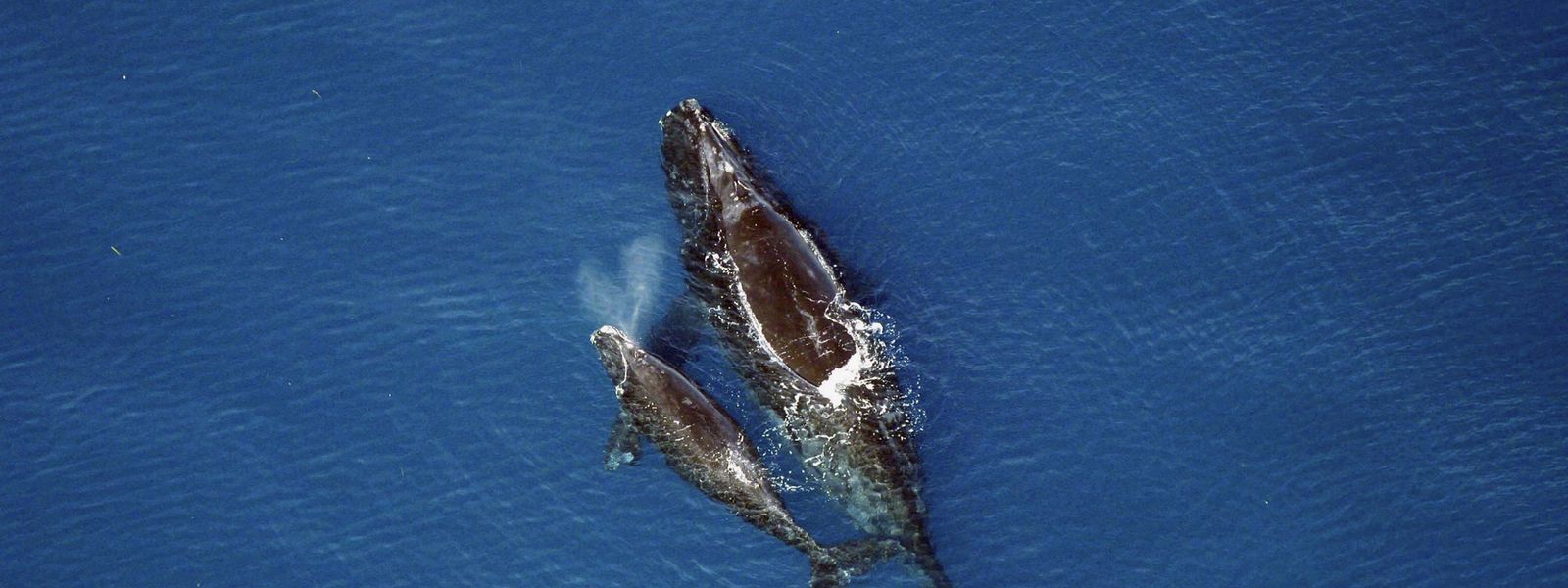 Hermanus : observation des baleines et requins blancs