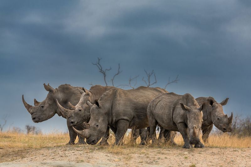Eine Gruppe von Nashörnern, Mitglied der Big Five in Afrika
