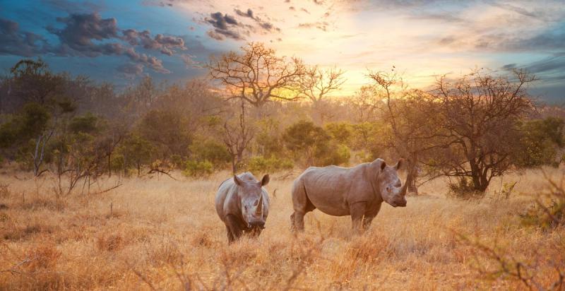 Two rhinos in the bush