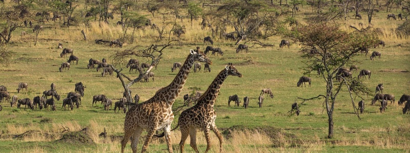 Frases que te farão querer viajar para África imediatamente