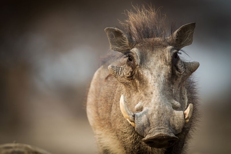Warthog