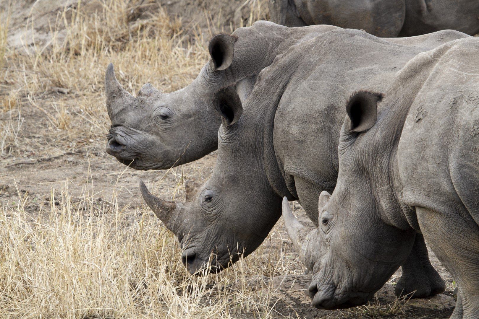 PHOTOS : Un safari photo au Kruger