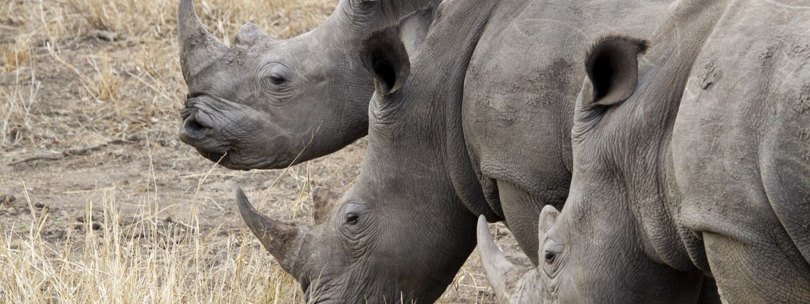 PHOTOS : Un safari photo au Kruger