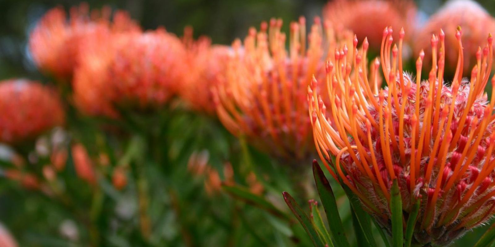 Les étonnantes fleurs d'Afrique du Sud