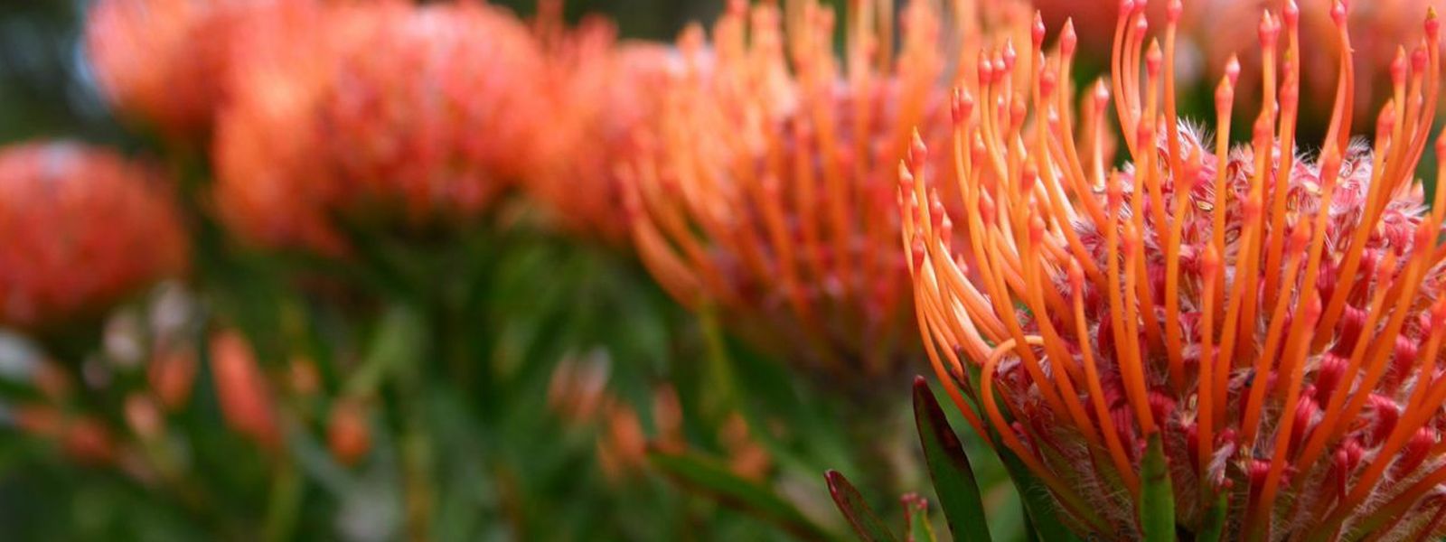 Les étonnantes fleurs d'Afrique du Sud