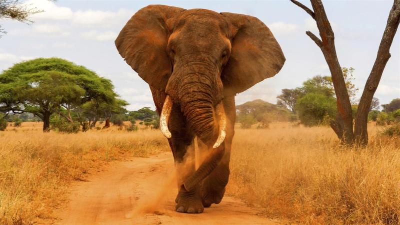 Éléphant dans le Parc National de Tarangire en Tanzanie.